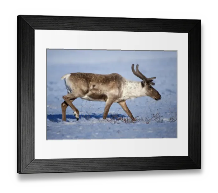 Framed Print : barren ground caribou, Rangifer tarandus, porcupine herd bull with velvet antlers Framed Print : barren ground caribou, Rangifer tarandus, porcupine herd bull with velvet antlers