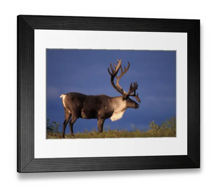 Framed Print : caribou, Rangifer tarandus, bull in Denali National Park, interior Alaska Framed Print : caribou, Rangifer tarandus, bull in Denali National Park, interior Alaska