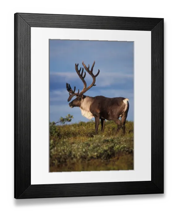 Framed Print : North America, USA, Alaska, Denali National Park. Caribou, Rangifer tarandus, bull