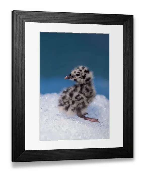 Framed Print : mew gull, Larus canus, chick sits on ice from Bear Glacier to avoid bugs, Bear Glacier Lake Framed Print : mew gull, Larus canus, chick sits on ice from Bear Glacier to avoid bugs, Bear Glacier Lake