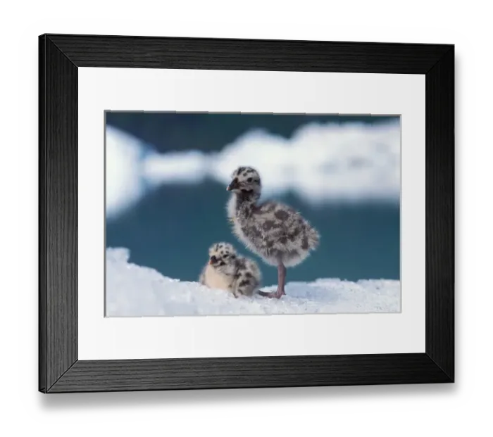 Framed Print : mew gull, Larus canus, chicks sit on ice from Bear Glacier to avoid bugs, Bear Glacier Lake Framed Print : mew gull, Larus canus, chicks sit on ice from Bear Glacier to avoid bugs, Bear Glacier Lake