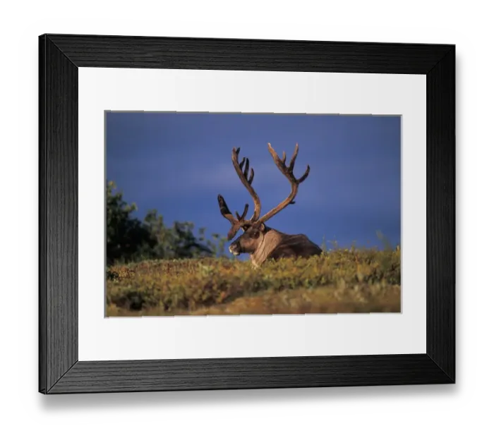 Framed Print : North America, USA, Alaska, Denali National Park. Caribou, Rangifer tarandus, bull