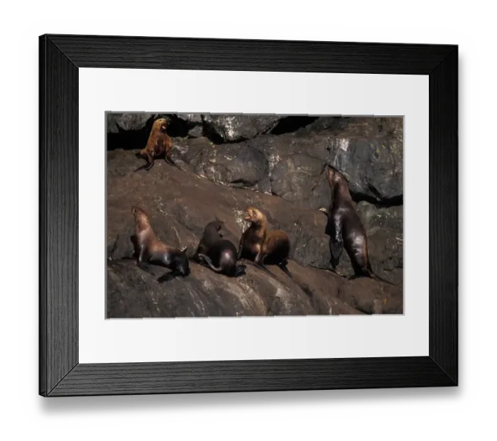 Framed Print : Endangered steller sea lion, Eumetopias jubatus, hauled out on rocks in Resurrection Bay