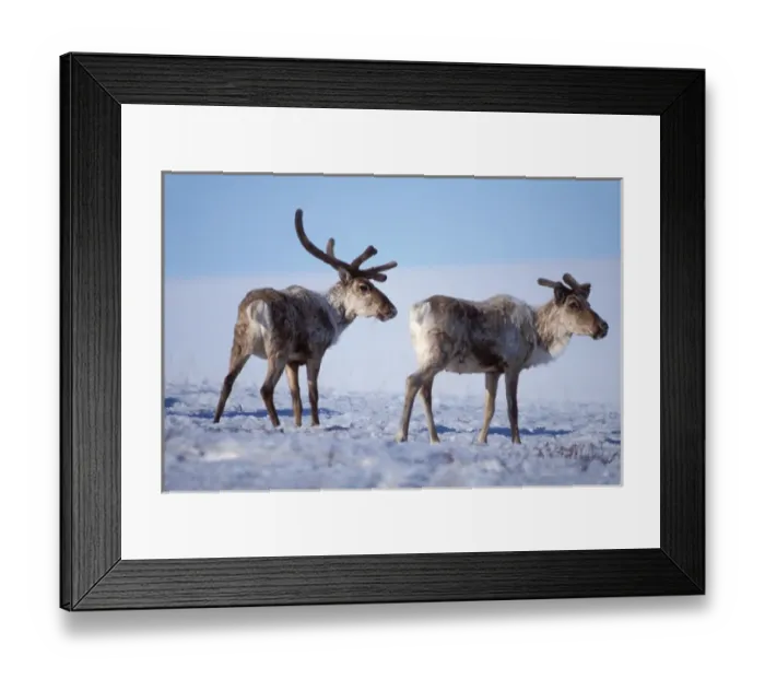 Framed Print : barren ground caribou, Rangifer tarandus, pair with velvet antlers, 1002 coastal Framed Print : barren ground caribou, Rangifer tarandus, pair with velvet antlers, 1002 coastal