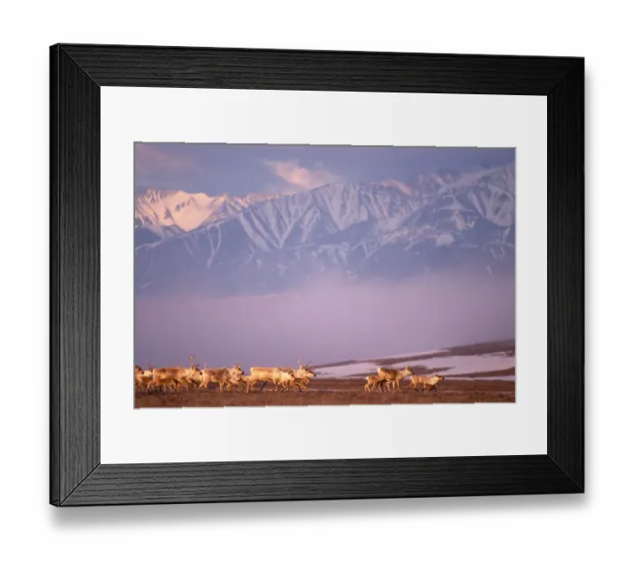 Framed Print : barren ground caribou, Rangifer tarandus, porcupine herd on calving grounds, 1002 Framed Print : barren ground caribou, Rangifer tarandus, porcupine herd on calving grounds, 1002