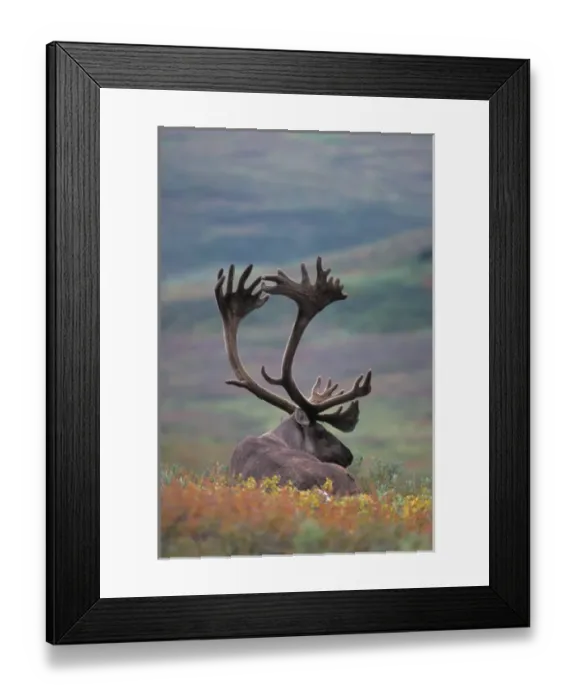 Framed Print : caribou, Rangifer tarandus, bull resting in Denali National Park, interior Alaska Framed Print : caribou, Rangifer tarandus, bull resting in Denali National Park, interior Alaska