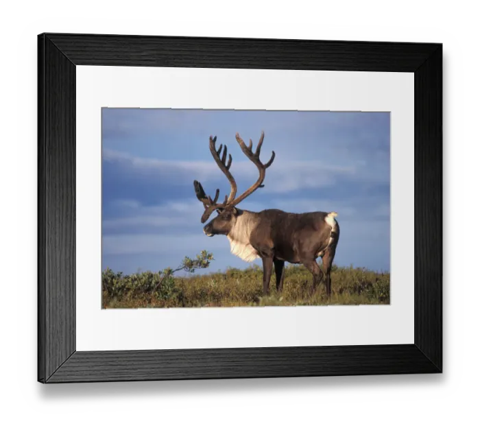 Framed Print : caribou, Rangifer tarandus, bull in Denali National Park, interior Alaska