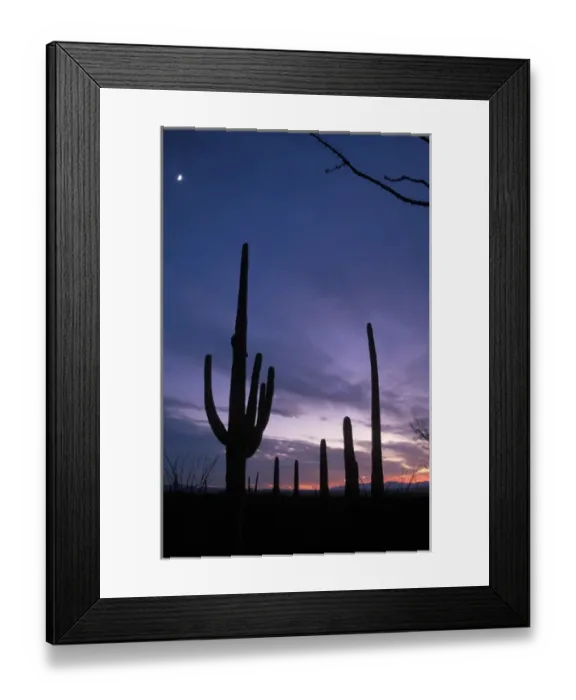 Framed Print : saguaro cacti, Carnegiea gigantea, after sunset in Saguaro National Park, Arizona Framed Print : saguaro cacti, Carnegiea gigantea, after sunset in Saguaro National Park, Arizona