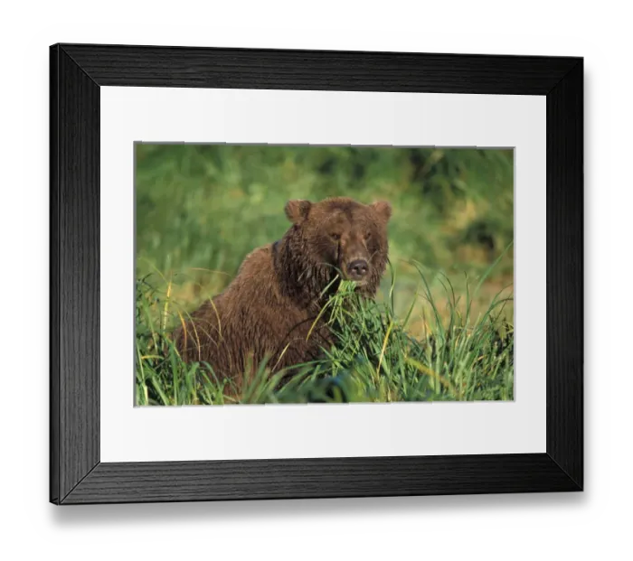 Framed Print : brown bear, Ursus arctos, grizzly bear, Ursus horribils, sow feeding on tall grasses Framed Print : brown bear, Ursus arctos, grizzly bear, Ursus horribils, sow feeding on tall grasses