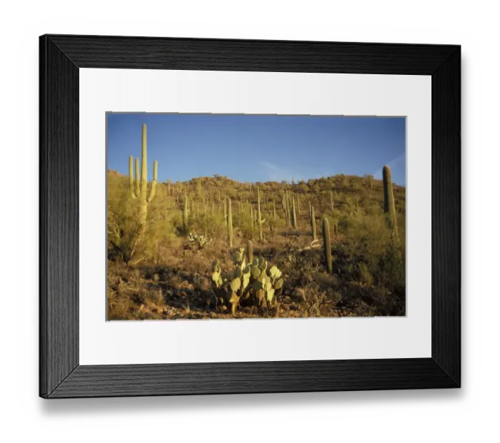 Framed Print : saguaro cacti, Carnegiea gigantea, and prickly pear, in Saguaro National Park, Arizona Framed Print : saguaro cacti, Carnegiea gigantea, and prickly pear, in Saguaro National Park, Arizona