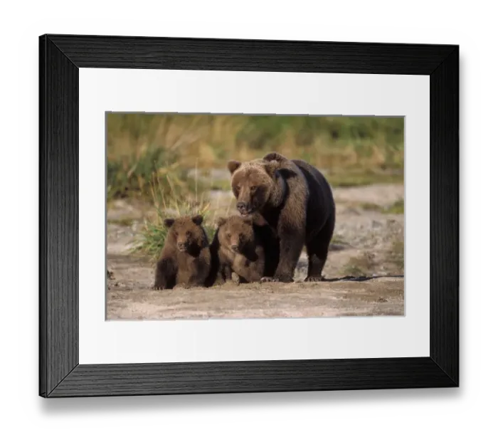 Framed Print : brown bear, Ursus arctos, grizzly bear, Ursus horribils, sow with cubs along a riverbank