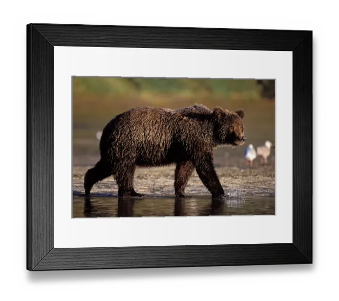 Framed Print : brown bear, Ursus arctos, grizzly bear, Ursus horribils, fishing for pink salmon