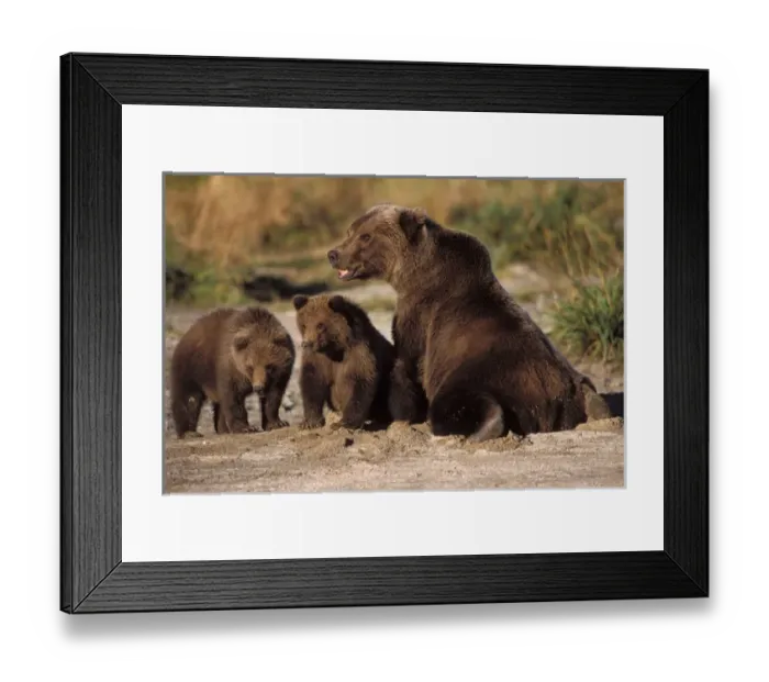 Framed Print : brown bear, Ursus arctos, grizzly bear, Ursus horribils, sow with cubs along a riverbank Framed Print : brown bear, Ursus arctos, grizzly bear, Ursus horribils, sow with cubs along a riverbank