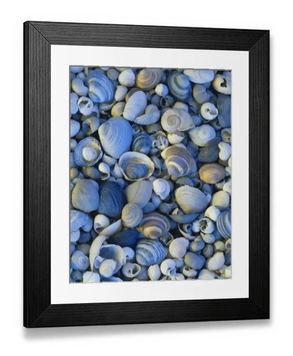 Framed Print : 08. USA, Utah, Shells of freshwater snails and clams on shore of Bear lake, close-up Framed Print : 08. USA, Utah, Shells of freshwater snails and clams on shore of Bear lake, close-up