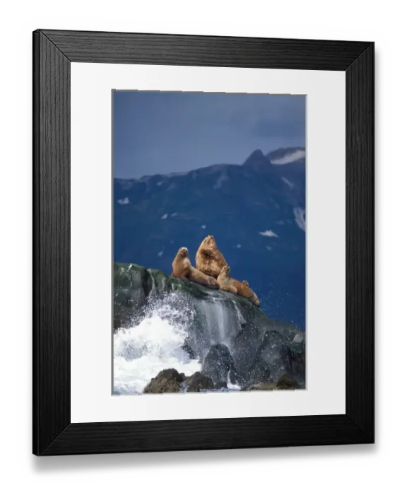 Framed Print : Endangered stellar sea lions, Eumetopias jubatus, sun themselves along the coast