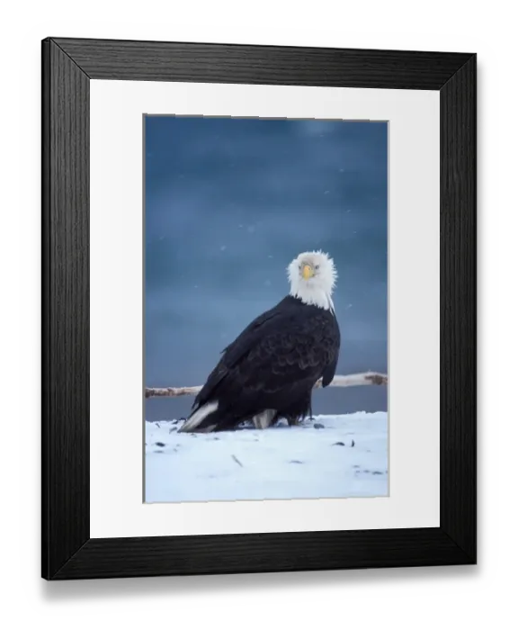 Framed Print : bald eagle, Haliaeetus leucocephalus, on a snowy beach in Kachemak Bay, southcentral