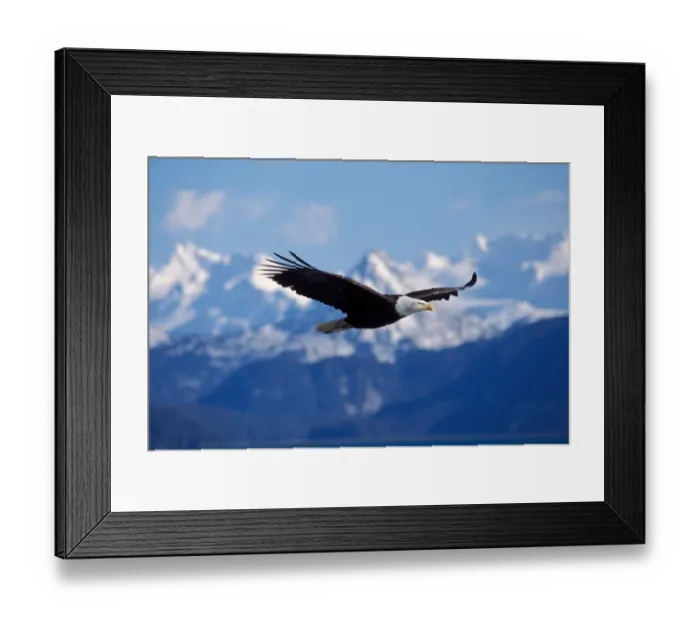 Framed Print : bald eagle, Haliaeetus leucocephalus, in flight, Kachemak bay, southcentral Alaska Framed Print : bald eagle, Haliaeetus leucocephalus, in flight, Kachemak bay, southcentral Alaska