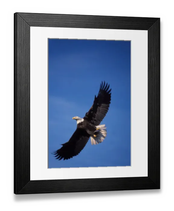Framed Print : bald eagle, Haliaeetus leucocephalus, in flight with a fish in its talons, Kachemak bay