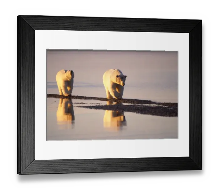 Framed Print : polar bear, Ursus maritimus, sow with subadult walking along the Arctic coast, 1002