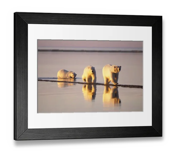 Framed Print : polar bear, Ursus maritimus, sow with subadults walking along the Arctic coast, 1002 Framed Print : polar bear, Ursus maritimus, sow with subadults walking along the Arctic coast, 1002