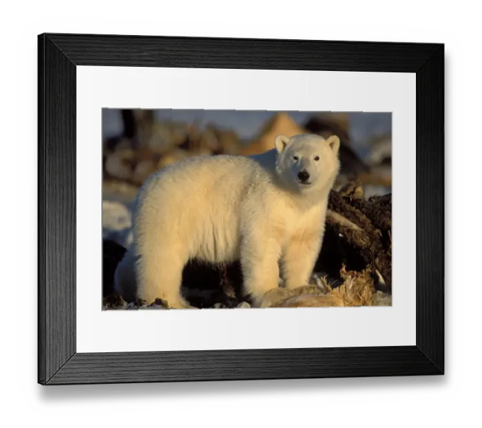 Framed Print : polar bear, Ursus maritimus, subadult standing on a bowhead whale carcass, Balaena mysticetus Framed Print : polar bear, Ursus maritimus, subadult standing on a bowhead whale carcass, Balaena mysticetus