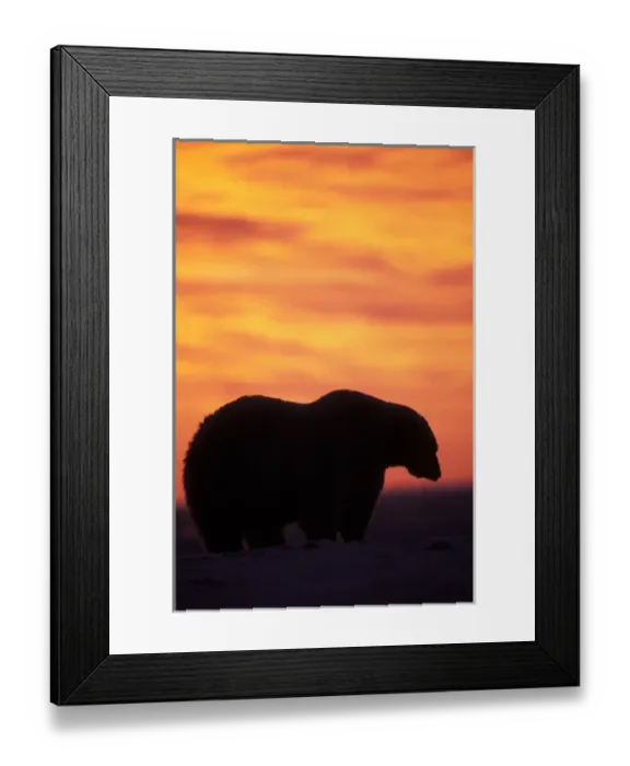 Framed Print : polar bear, Ursus maritimus, silhouette at sunset on the pack ice, 1002 coastal plain Framed Print : polar bear, Ursus maritimus, silhouette at sunset on the pack ice, 1002 coastal plain
