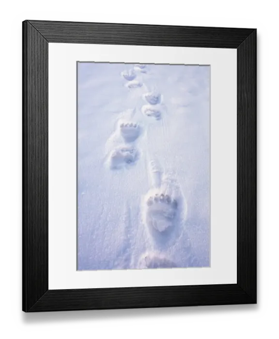 Framed Print : polar bear, Ursus maritimus, footprints on the pack ice of the frozen coastal plain
