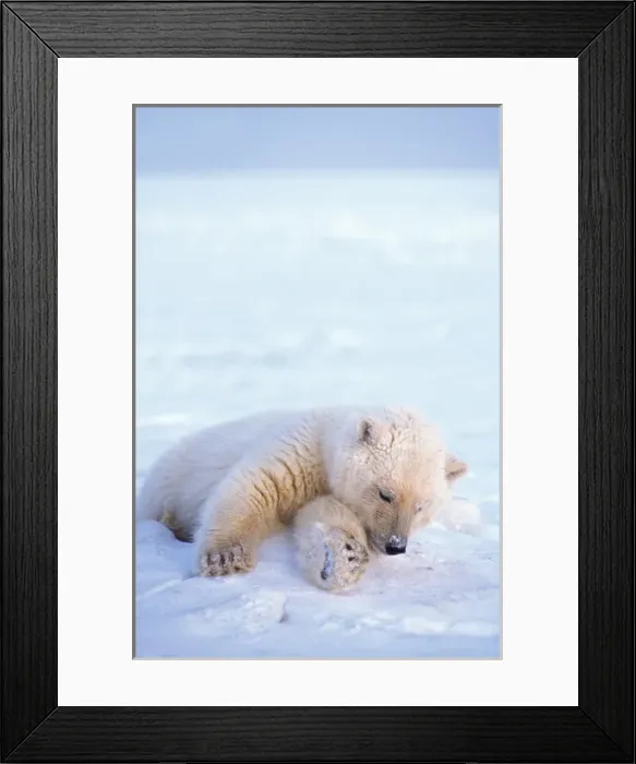 Framed Print : polar bear, Ursus maritimus, cub resting on the pack ice, 1002 area of the Arctic
