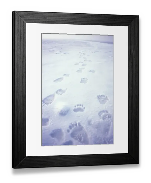 Framed Print : polar bear, Ursus maritimus, footprints on the pack ice of the frozen coastal plain Framed Print : polar bear, Ursus maritimus, footprints on the pack ice of the frozen coastal plain