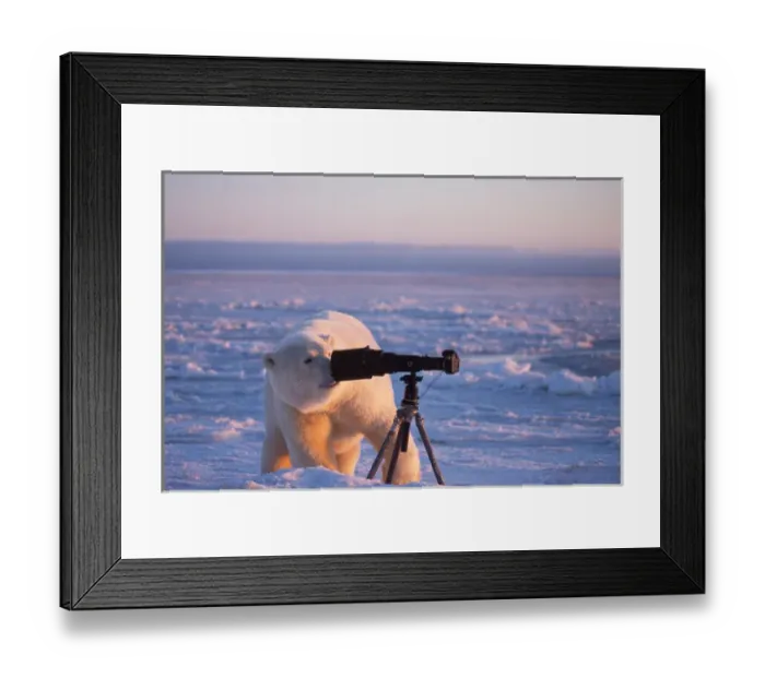 Framed Print : polar bear, Ursus maritimus, checking out the photographers camera and tripod