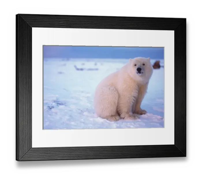 Framed Print : polar bear, Ursus maritimus, curious cub on the pack ice, 1002 area of the Arctic Framed Print : polar bear, Ursus maritimus, curious cub on the pack ice, 1002 area of the Arctic
