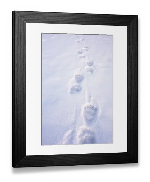 Framed Print : polar bear, Ursus maritimus, footprints on the pack ice of the frozen coastal plain Framed Print : polar bear, Ursus maritimus, footprints on the pack ice of the frozen coastal plain