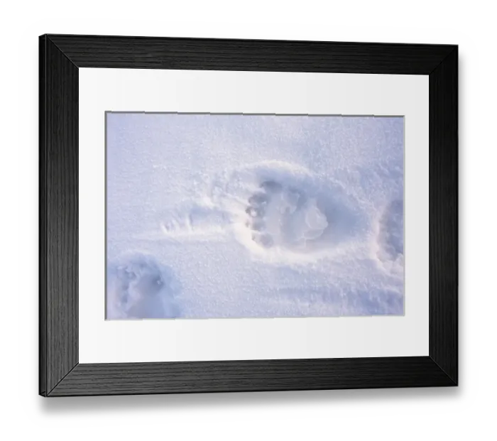 Framed Print : polar bear, Ursus maritimus, footprint on the pack ice of the frozen coastal plain Framed Print : polar bear, Ursus maritimus, footprint on the pack ice of the frozen coastal plain