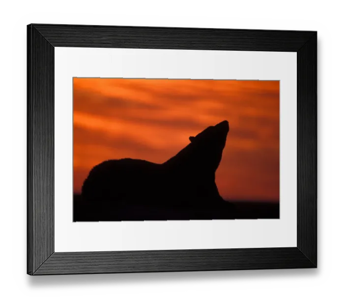Framed Print : polar bear, Ursus maritimus, silhouette at sunset on the pack ice, 1002 coastal plain Framed Print : polar bear, Ursus maritimus, silhouette at sunset on the pack ice, 1002 coastal plain