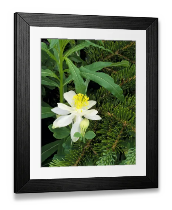 Framed Print : Mount Naomi Wilderness, Utah. USA. Colorado columbine (Aquilegia caerulea) & Engelmann Framed Print : Mount Naomi Wilderness, Utah. USA. Colorado columbine (Aquilegia caerulea) & Engelmann