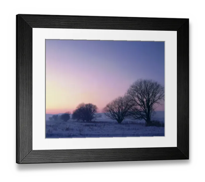 Framed Print : UTAH. USA. Willow trees at dusk in winter. Cache Valley. Great Basin