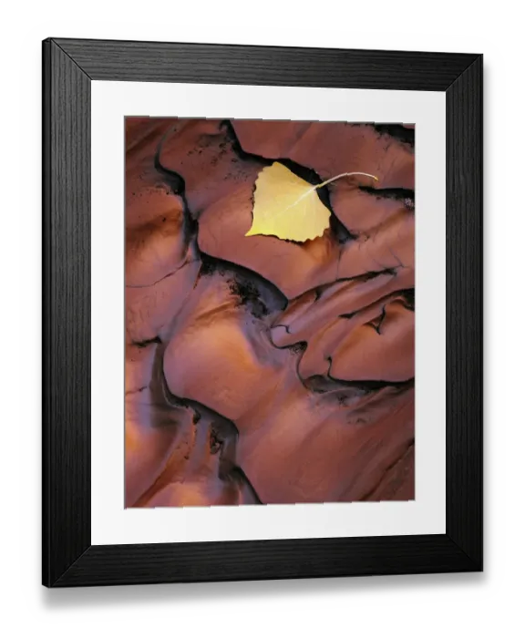 Framed Print : Utah. USA. Detail, fallen cottonwood leaf on sediment recently rippled by flood water