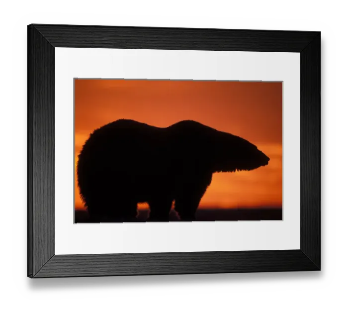 Framed Print : polar bear, Ursus maritimus, silhouette at sunset, 1002 coastal plain of the Arctic Framed Print : polar bear, Ursus maritimus, silhouette at sunset, 1002 coastal plain of the Arctic