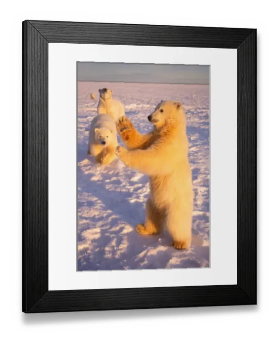 Framed Print : polar bear, Ursus maritimus, subadult standing on the pack ice with mother and sibling Framed Print : polar bear, Ursus maritimus, subadult standing on the pack ice with mother and sibling