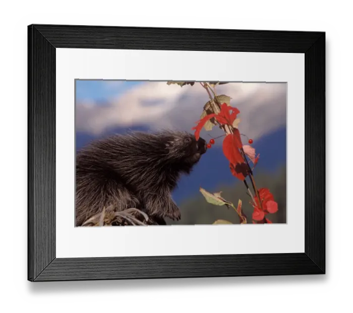 Framed Print : common porcupine, Erethizon dorsatum, eating Alaskan high brush cranberries in Framed Print : common porcupine, Erethizon dorsatum, eating Alaskan high brush cranberries in