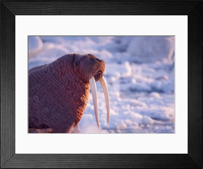 Framed Print : walrus, Odobenus rosmarus, bull on the pack ice, Bering Sea, Alaska Framed Print : walrus, Odobenus rosmarus, bull on the pack ice, Bering Sea, Alaska