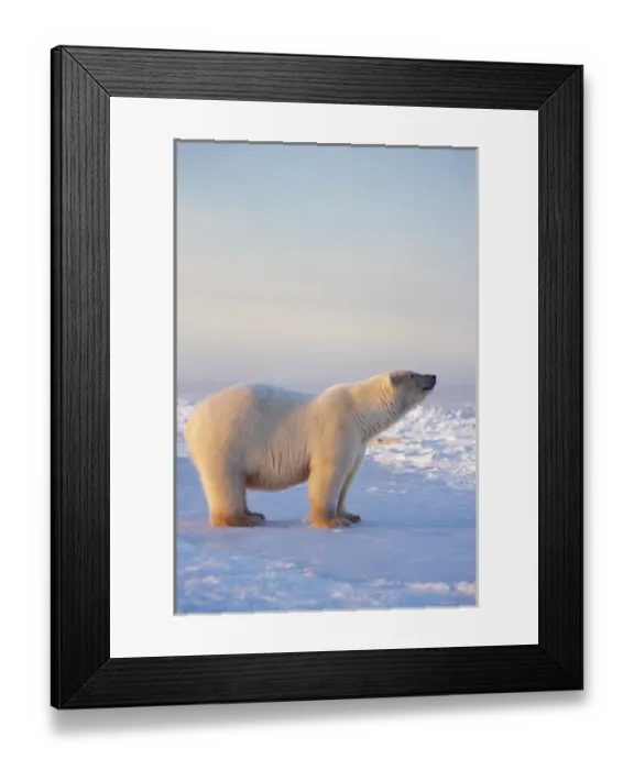 Framed Print : polar bear, Ursus maritimus, on the frozen pack ice, 1002 coastal plain of the Arctic Framed Print : polar bear, Ursus maritimus, on the frozen pack ice, 1002 coastal plain of the Arctic