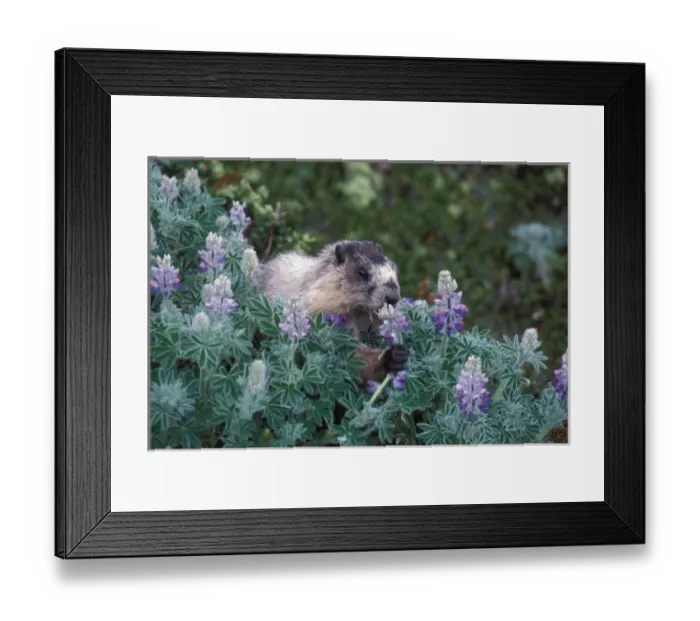 Framed Print : hoary marmot, Marmota caligata, feeding on silky lupine, Lupinus sericeus, Exit Glacier Framed Print : hoary marmot, Marmota caligata, feeding on silky lupine, Lupinus sericeus, Exit Glacier