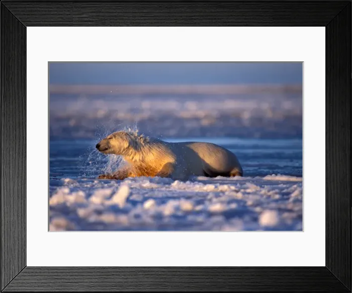 Framed Print : polar bear, Ursus maritimus, climbing onto the pack ice, 1002 coastal plain of Framed Print : polar bear, Ursus maritimus, climbing onto the pack ice, 1002 coastal plain of