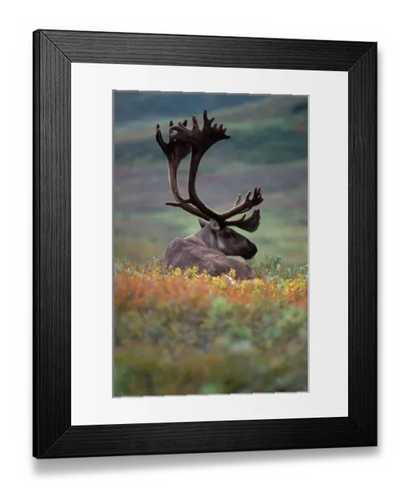 Framed Print : caribou, Rangifer tarandus, resting in fall tundra colors, Denali National Park, Alaska Framed Print : caribou, Rangifer tarandus, resting in fall tundra colors, Denali National Park, Alaska
