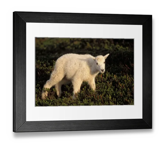 Framed Print : mountain goat, Oreamnos americanus, young kid on a snow-covered hillside off Exit Glacier Framed Print : mountain goat, Oreamnos americanus, young kid on a snow-covered hillside off Exit Glacier