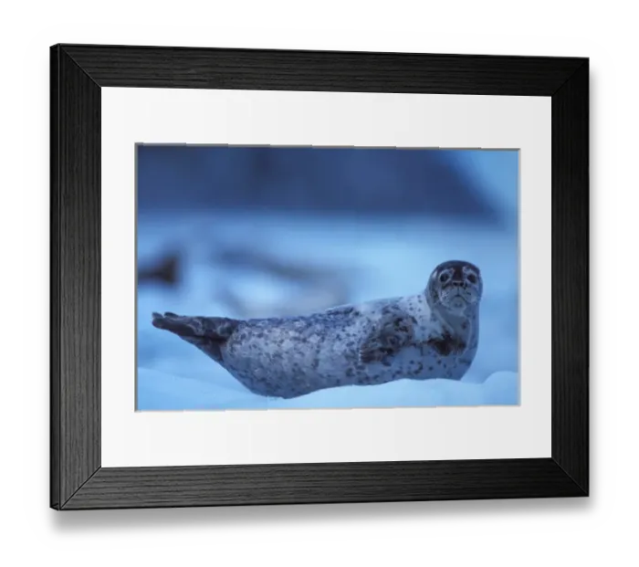 Framed Print : pacific harbor seal, Phoca vitulina, on an ice floe from Northwest Glacier, Kenai Framed Print : pacific harbor seal, Phoca vitulina, on an ice floe from Northwest Glacier, Kenai