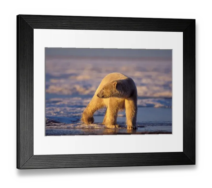Framed Print : polar bear, Ursus maritimus, walking along the Arctic coast, 1002 area of the Arctic