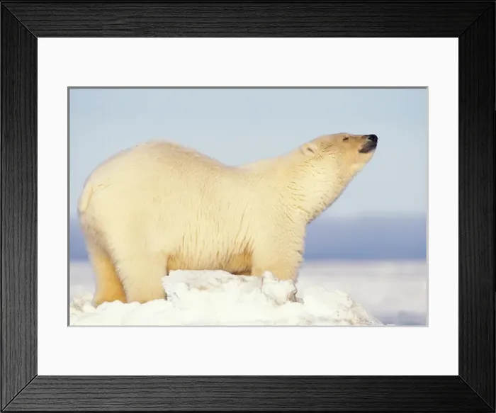 Framed Print : polar bear, Ursus maritimus, scenting the air, 1002 coastal plain of the Arctic National Framed Print : polar bear, Ursus maritimus, scenting the air, 1002 coastal plain of the Arctic National