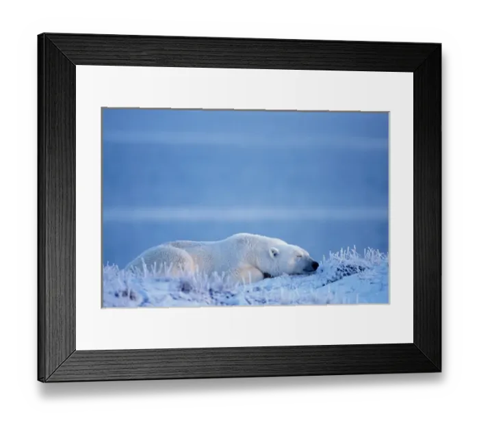 Framed Print : polar bear, Ursus maritimus, resting along the Arctic coast, 1002 coastal plain of